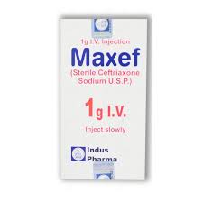 MAXEF 1G INJ